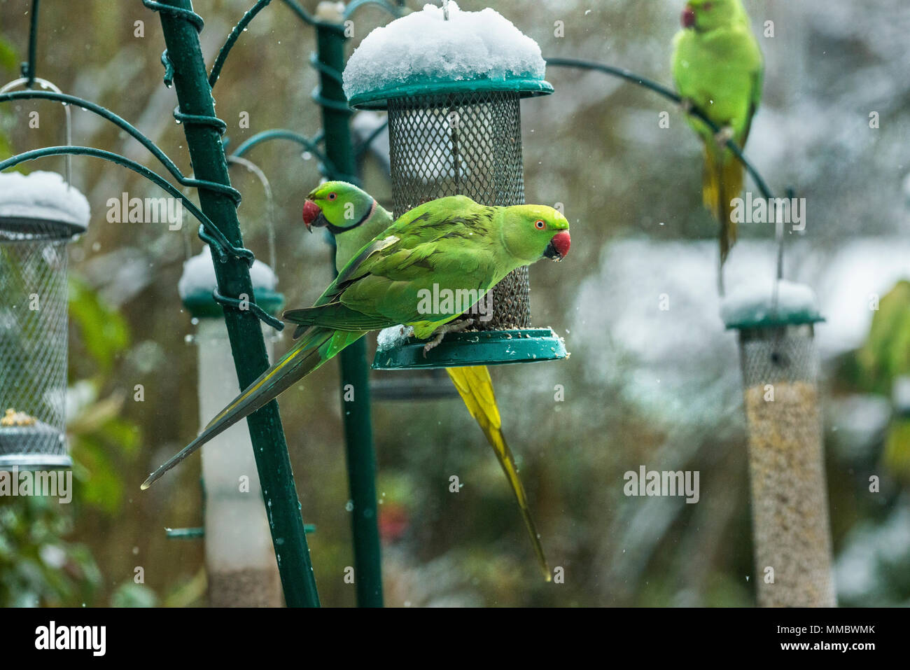 Rose-ringed ou perruches à collier (Psittacula krameri), sur la mangeoire dans jardin avec la neige. Londres, Royaume-Uni. Banque D'Images