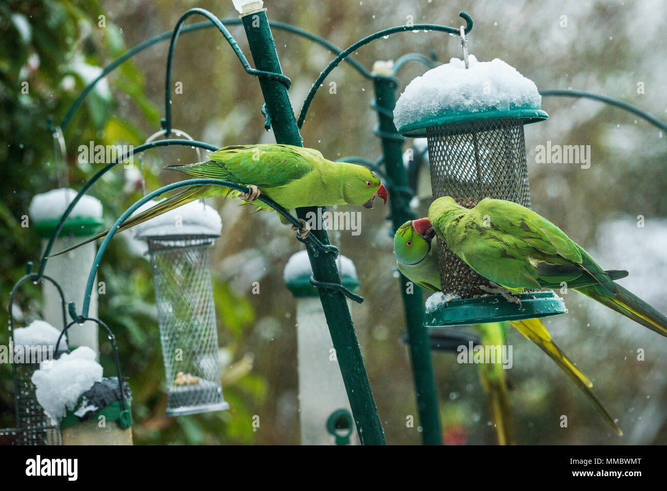 Rose-ringed ou perruches à collier (Psittacula krameri), sur la mangeoire dans jardin avec la neige. Londres, Royaume-Uni. Banque D'Images