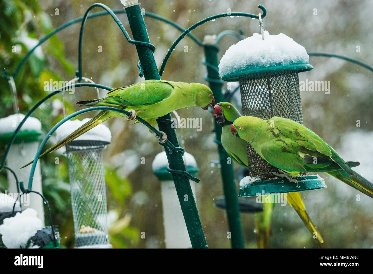 Rose-ringed ou perruches à collier (Psittacula krameri), sur la mangeoire dans jardin avec la neige. Londres, Royaume-Uni. Banque D'Images