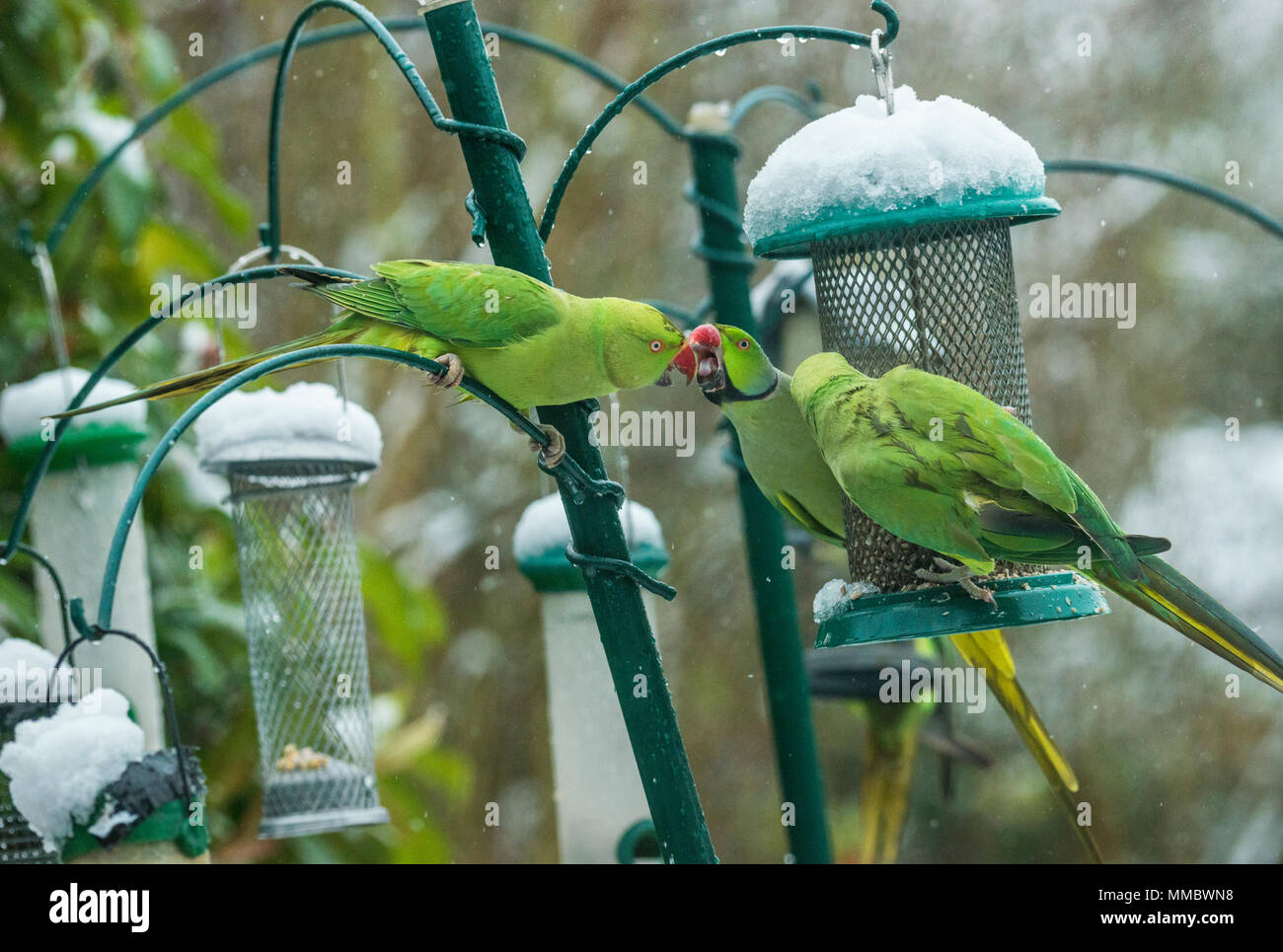 Rose-ringed ou perruches à collier (Psittacula krameri), sur la mangeoire dans jardin avec la neige. Londres, Royaume-Uni. Banque D'Images