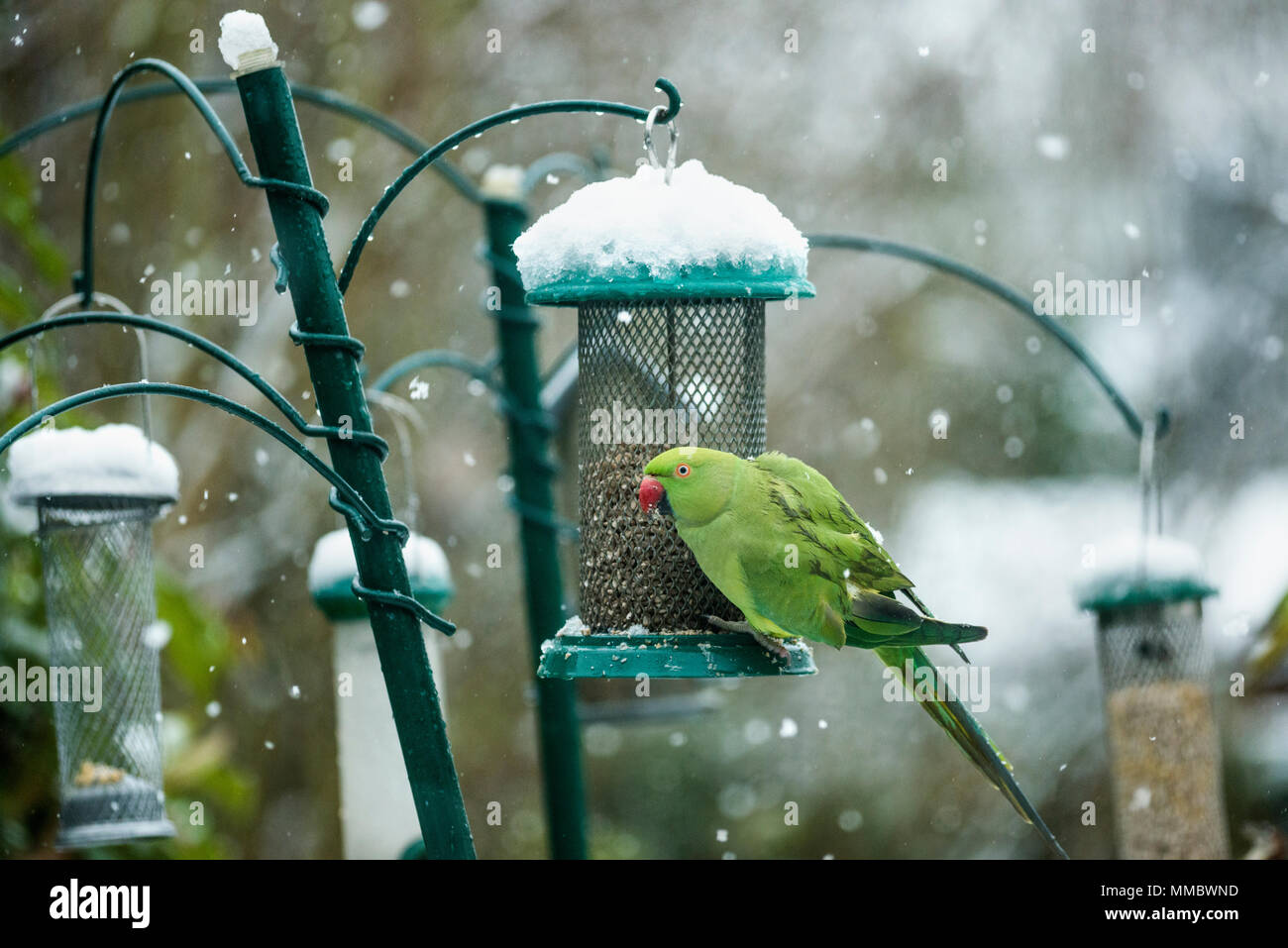 Rose-ringed ou perruche à collier (Psittacula krameri), sur la mangeoire dans jardin avec la neige. Londres, Royaume-Uni. Banque D'Images