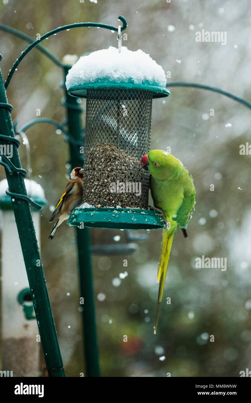 Rose-ringed ou perruche à collier (Psittacula krameri) et un chardonneret [Carduelis carduelis, sur la mangeoire dans jardin avec la neige. Londres, Royaume-Uni. Banque D'Images