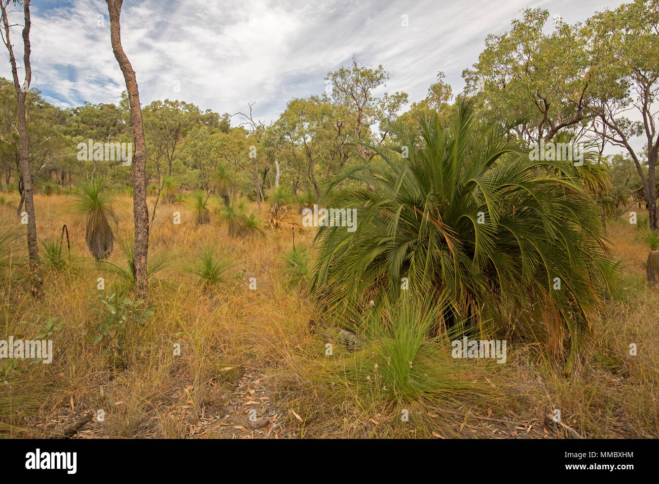Macrozamia moorei, palm, zamia cycas, croissante parmi les graminées et d'eucalyptus à Minerva Hills National Park, centre du Queensland en Australie Banque D'Images