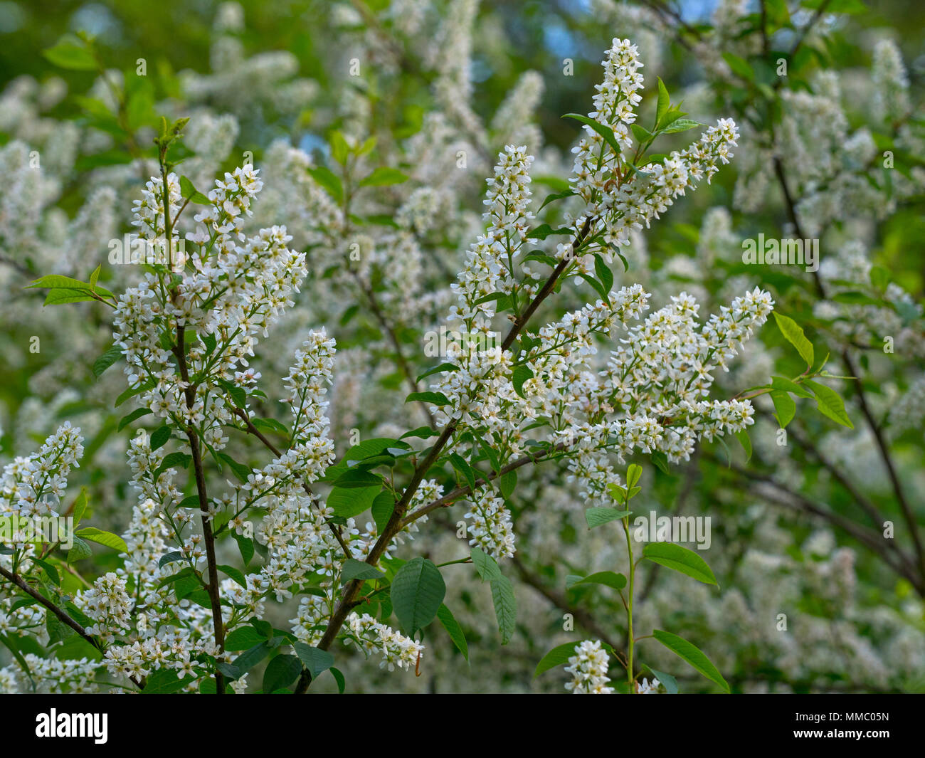 Bird cherry Prunus padus, micocoulier, hagberry ou prunier Banque D'Images
