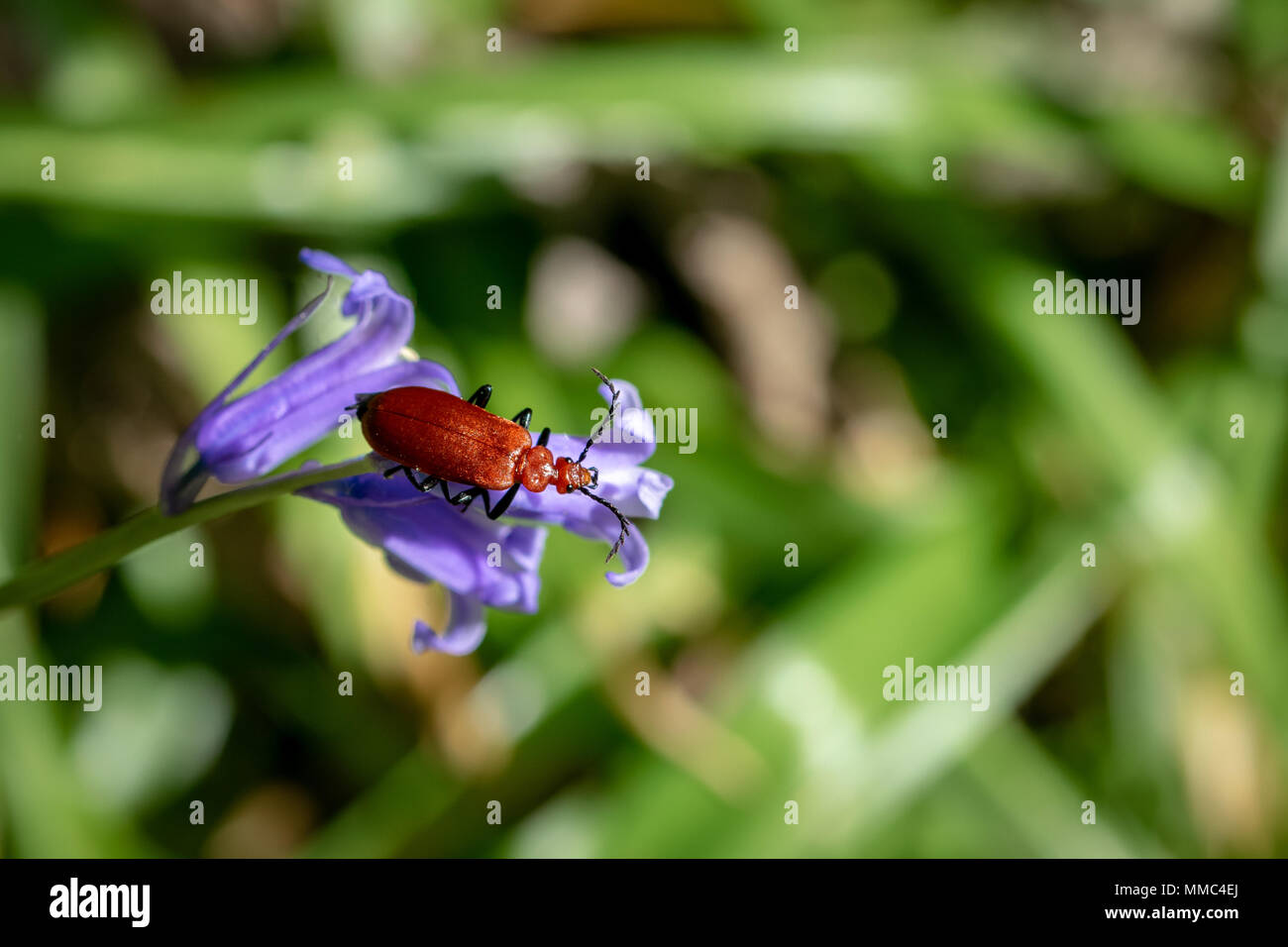 Red Headed cardinal (pyrochroa serraticornis beetle) reposant sur des fleurs jacinthes Banque D'Images