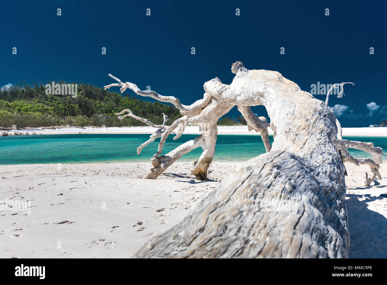 Bois flotté Blanc arbre sur Whitehaven Beach magnifique avec du sable blanc dans les Whitsunday Islands, Queensland, Australie Banque D'Images