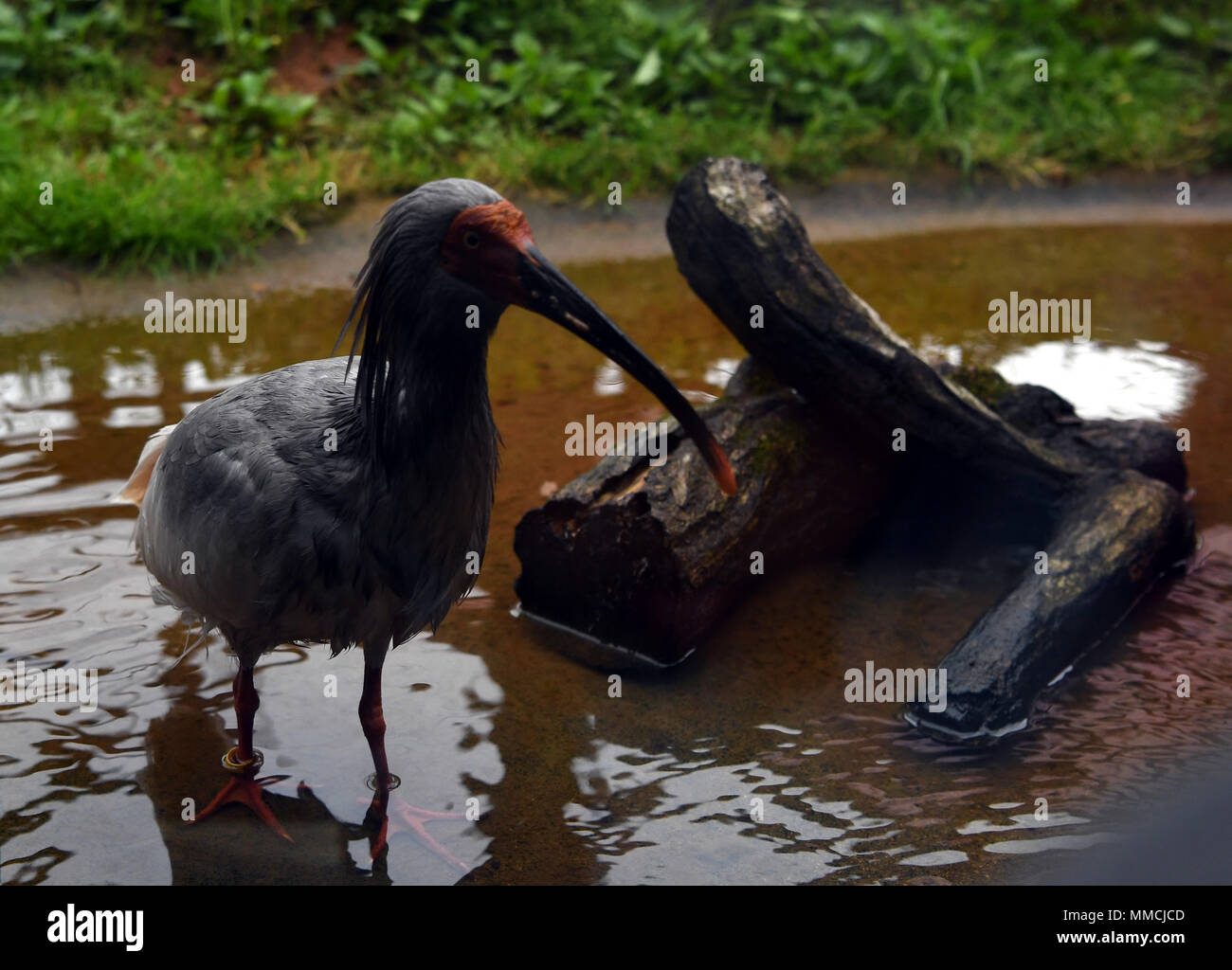 L'île de Sado, au Japon. 3 mai, 2018. L'ibis nippon est considéré à l'ibis nippon park sur l'île de Sado, dans la Préfecture de Niigata, Japon, le 3 mai 2018. Crested ibis, un oiseau qui était au bord de l'extinction au Japon dans les années 1980, sont aujourd'hui prospérer et de fournir une impulsion à l'économie locale sur l'île de Sado, grâce à l'aide de la Chine. Credit : Ma Ping/Xinhua/Alamy Live News Banque D'Images