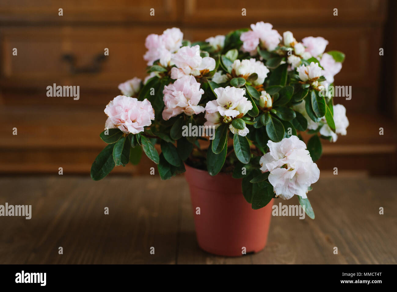 Rhododendron fleurs dans un pot sur une table en bois. Banque D'Images