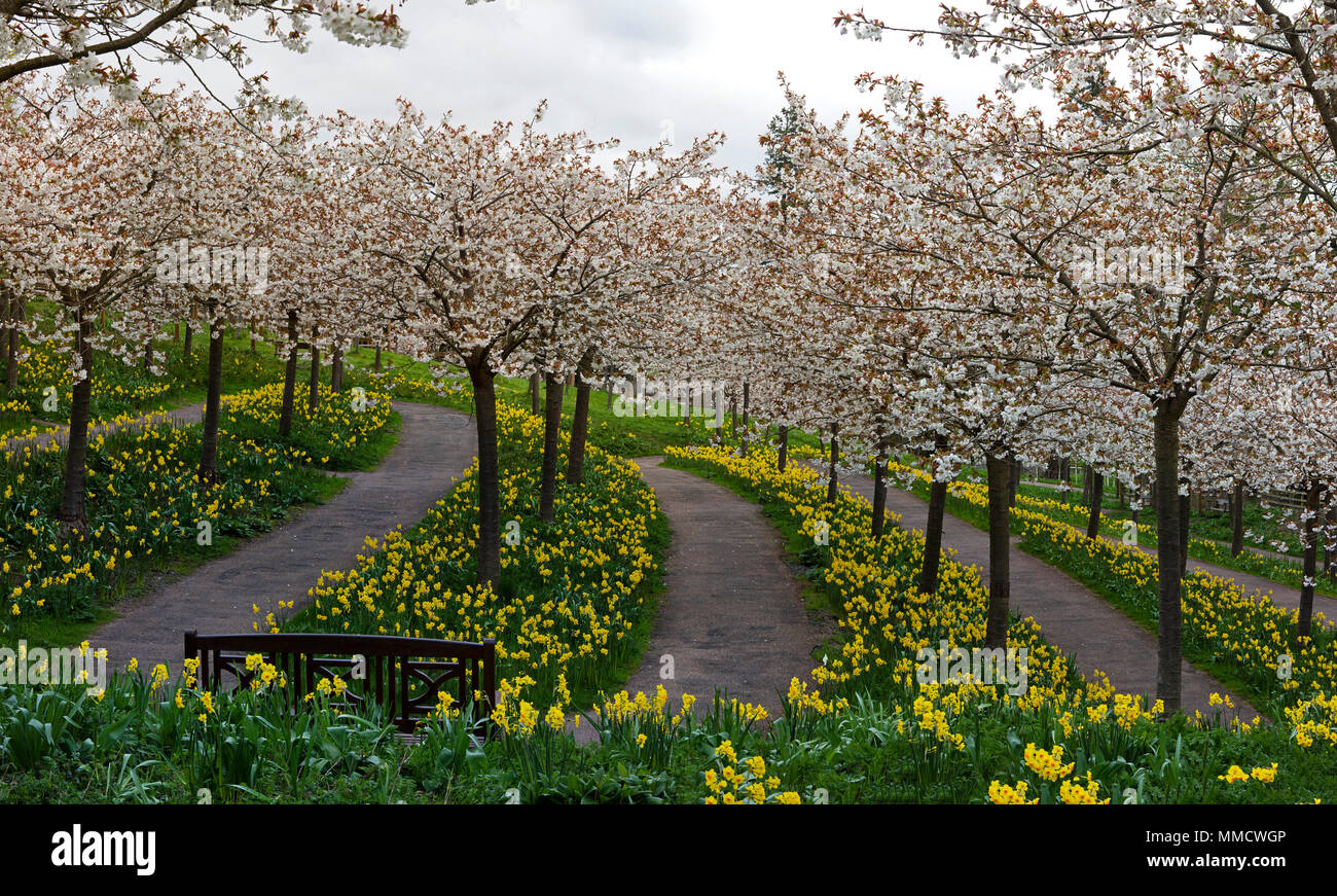 La Cerisaie en fleurs dans le jardin d'Alnwick, Alnwick, Northumberland, Angleterre du Nord-Est, Angleterre, Royaume-Uni Banque D'Images