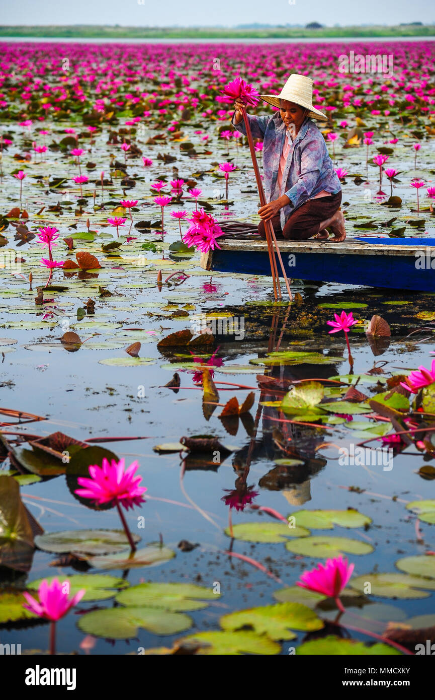 Udon Thani, Thaïlande - 8 décembre 2011, une fermière sur bleu bateau belle récolte lotus rose dans le lac de lotus à Udon Thani, Thaïlande Banque D'Images