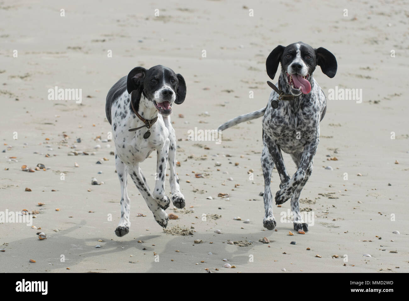 Deux chiens qui courent sur une plage Banque D'Images