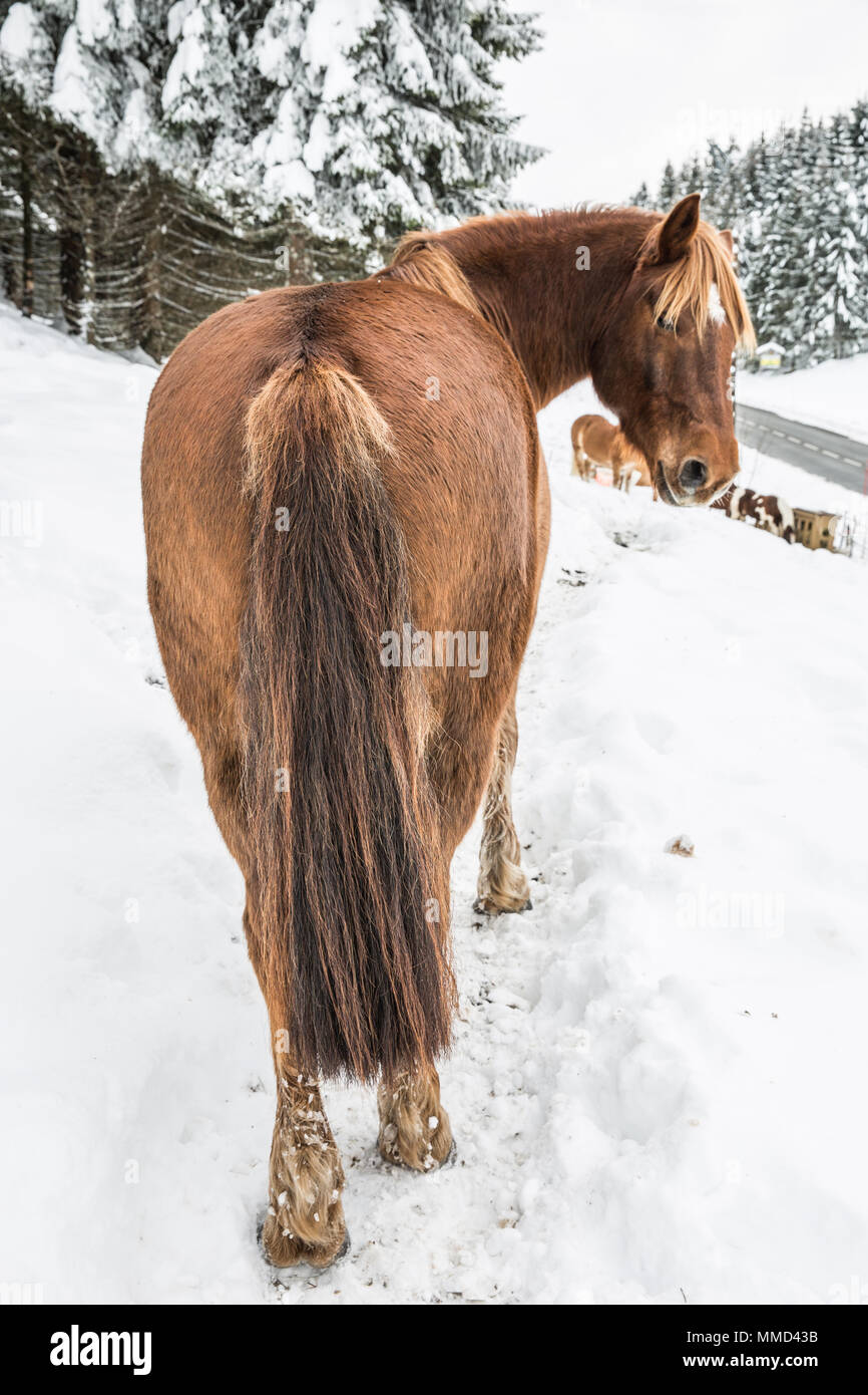 Cheval brun dans le Jura enneigé en hiver, la forêt de pins Banque D'Images