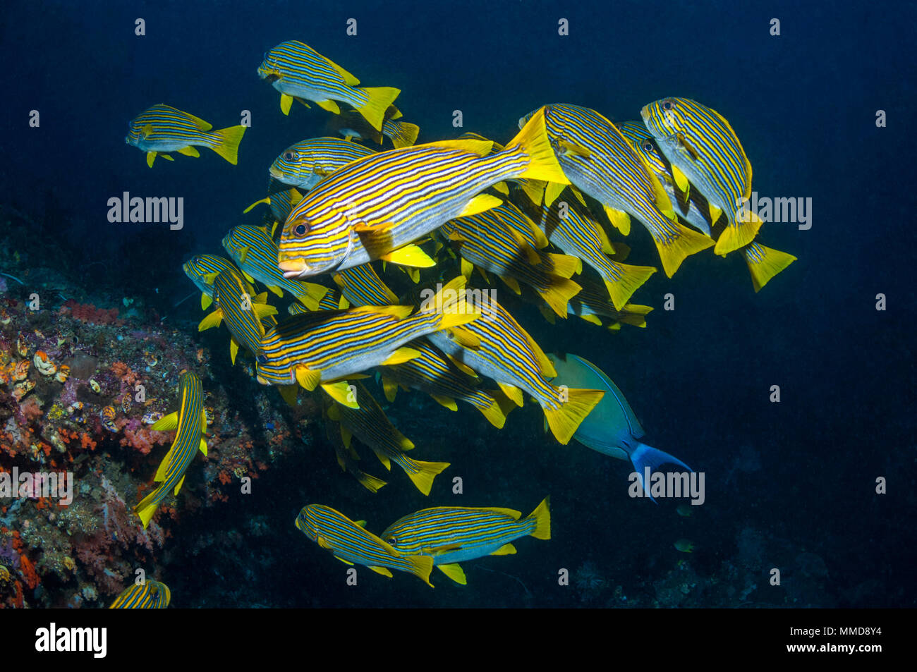 Sweetlips Plectorhinchus ruban [polytaenia]. Raja Ampat, Papouasie occidentale, en Indonésie. Banque D'Images