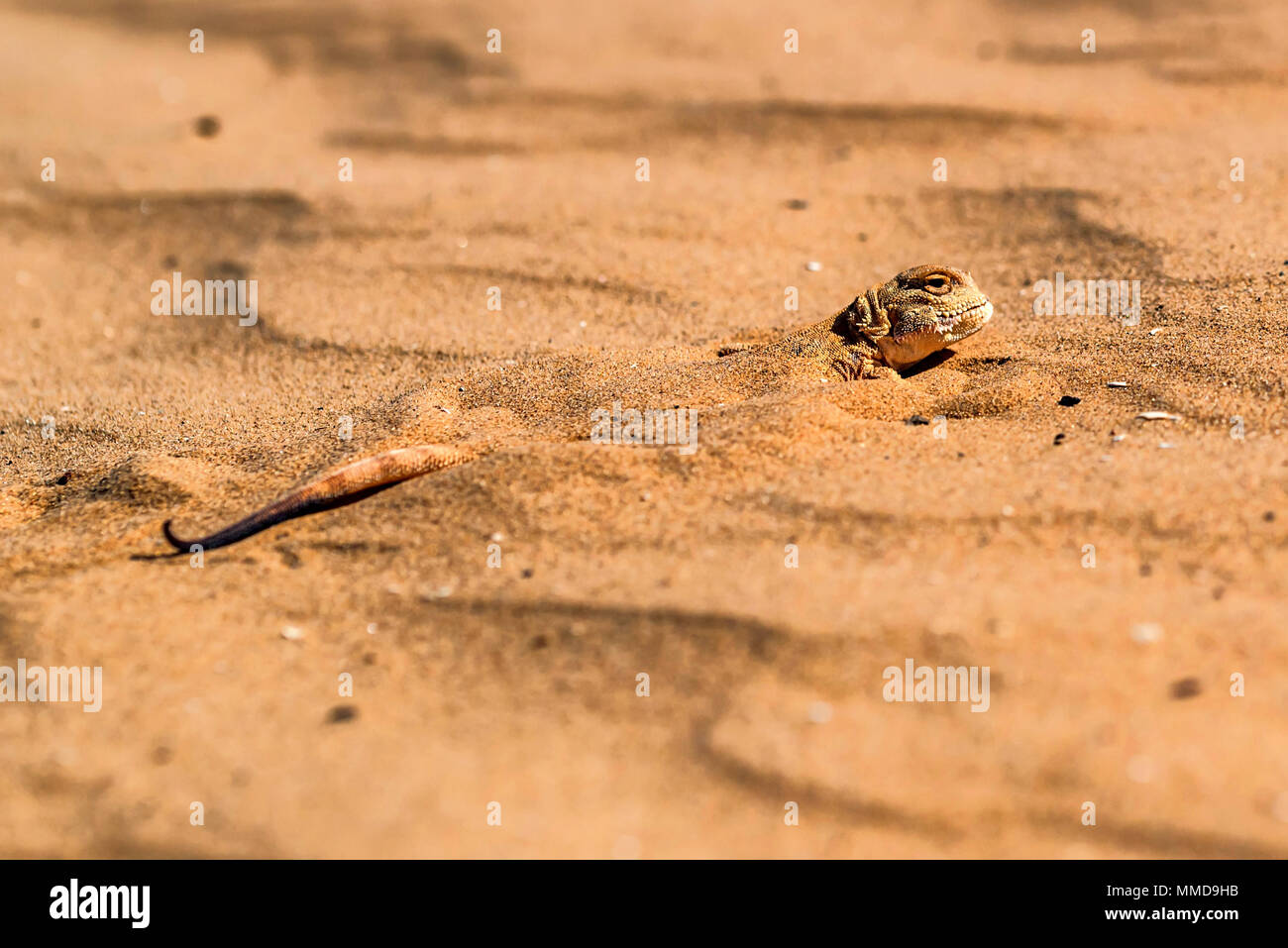 Repéré à tête de crapaud de l'Agama sur du sable fermer Banque D'Images