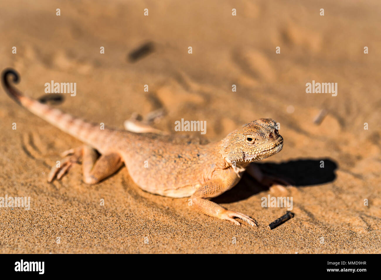 Repéré à tête de crapaud de l'Agama sur du sable fermer Banque D'Images