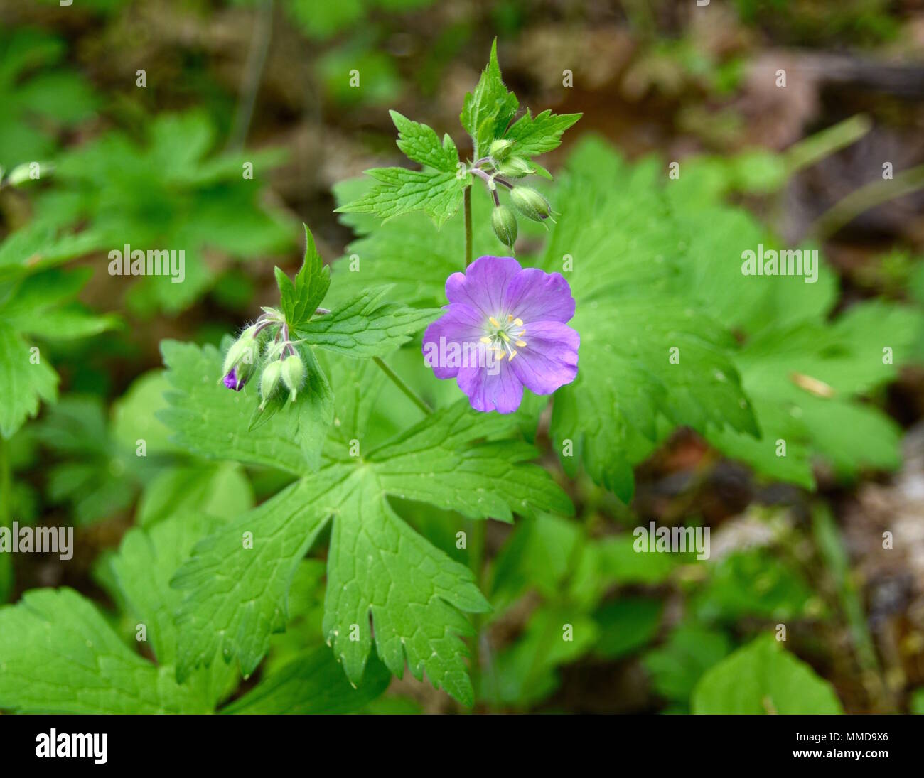 Géranium sauvage Banque de photographies et d'images à haute résolution -  Alamy