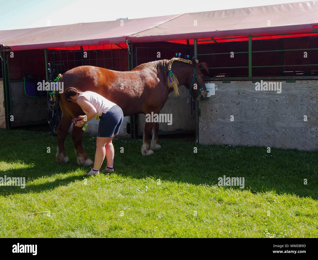 Un propriétaire de chevaux palefreniers leur cheval lourd en préparation pour une compétition. Banque D'Images