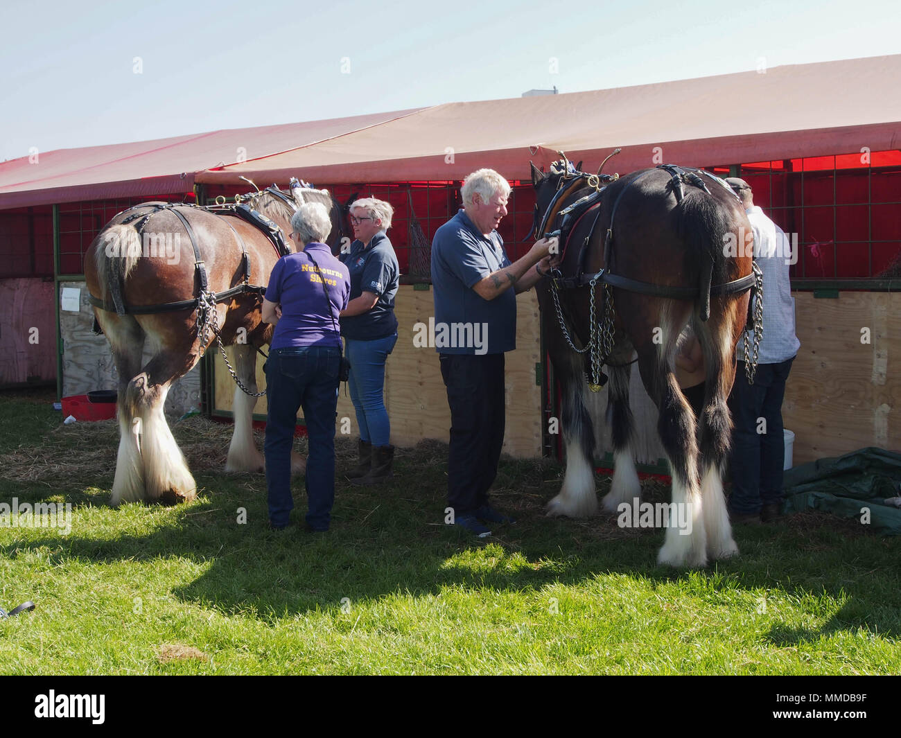 Un propriétaire de chevaux palefreniers leur cheval lourd en préparation pour une compétition. Banque D'Images