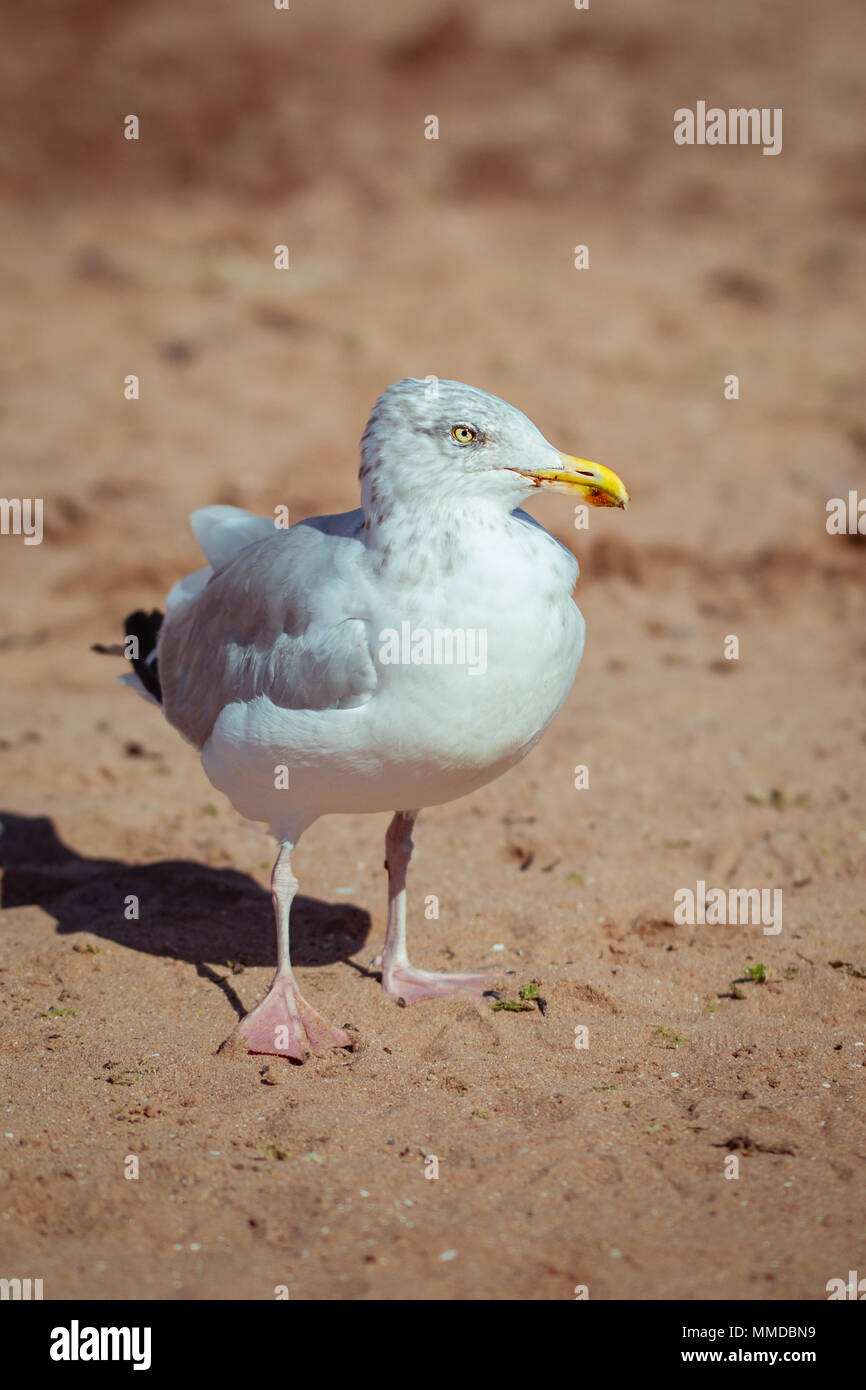 Harengs adultes Seagull sur la plage à la recherche de nourriture Banque D'Images