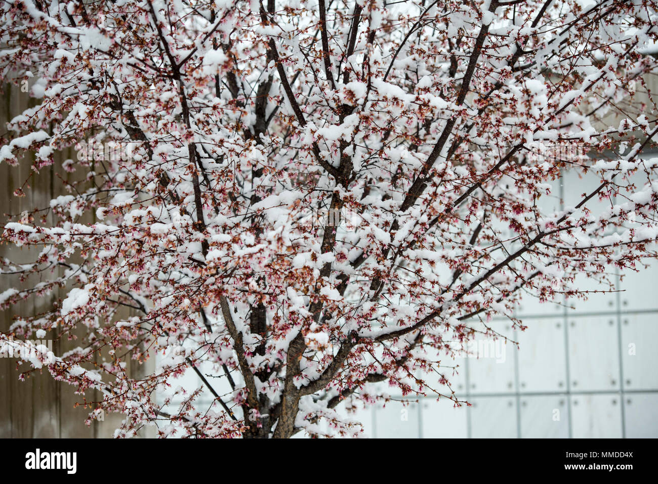 Chutes de neige sur Prunus 'Okame' cerisiers dans un Columbarium de 9 Cour du Cimetière National d'Arlington, Arlington, Virginie, le 21 mars 2018. C'était le deuxième jour de printemps, quand une tempête de neige a frappé la région de la capitale nationale. (U.S. Army Banque D'Images