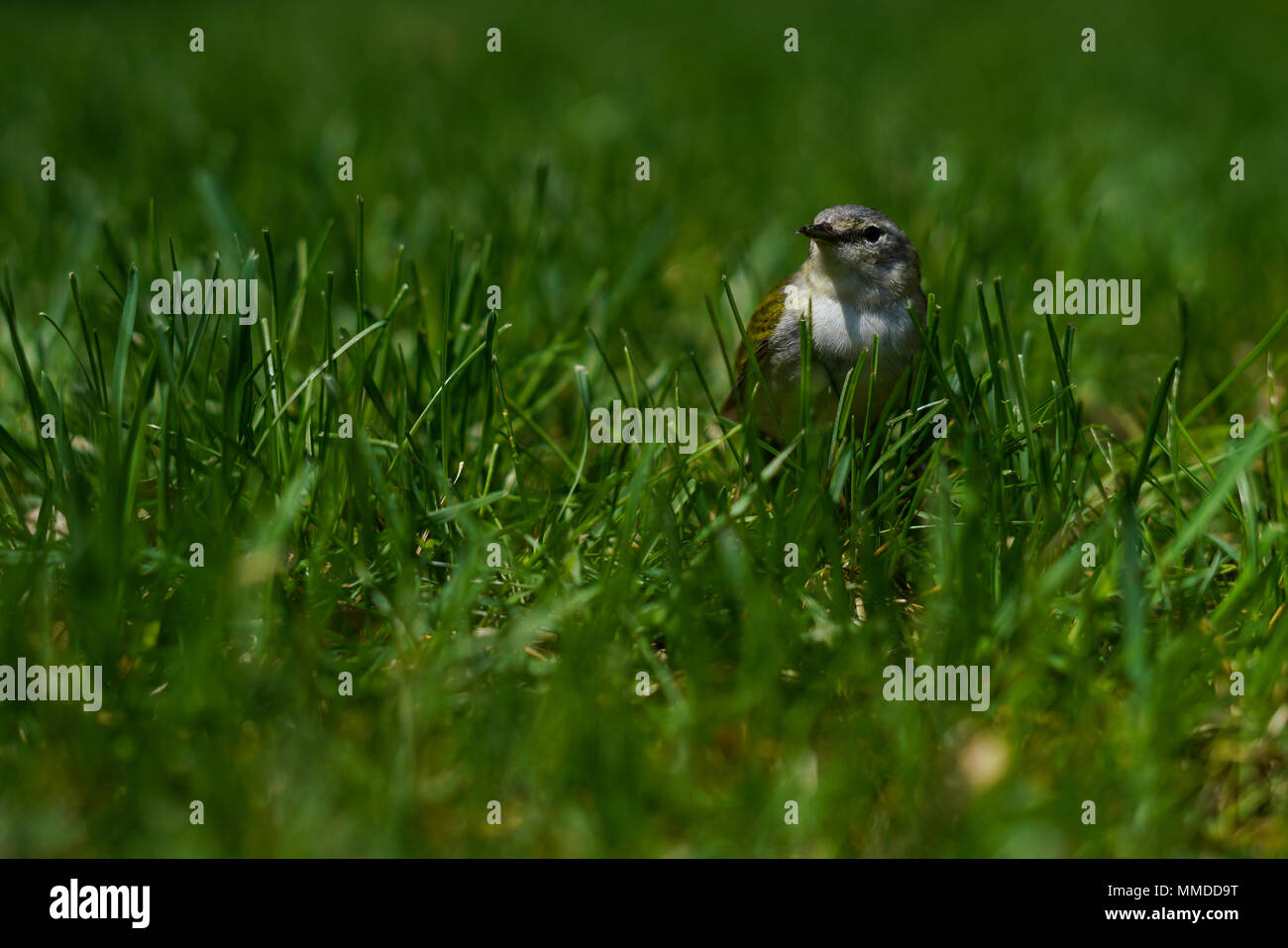 Finch jaune Banque D'Images
