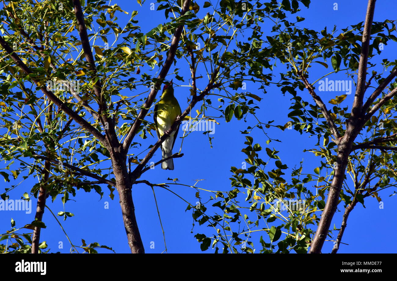 Sphécothère Figuier Sphecotheres vieilloti Australasien Banque D'Images