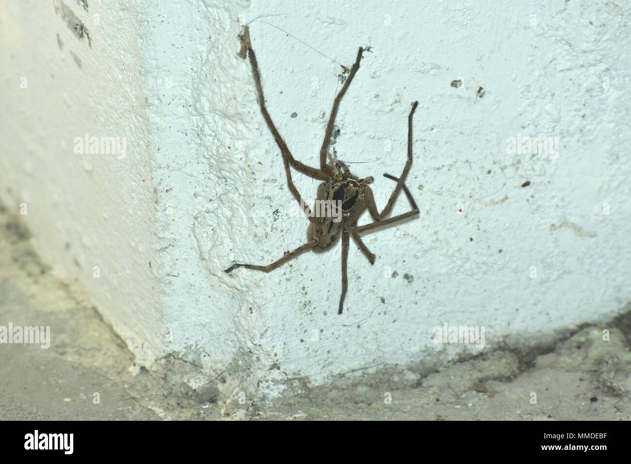 Huntsman spider. Banque D'Images