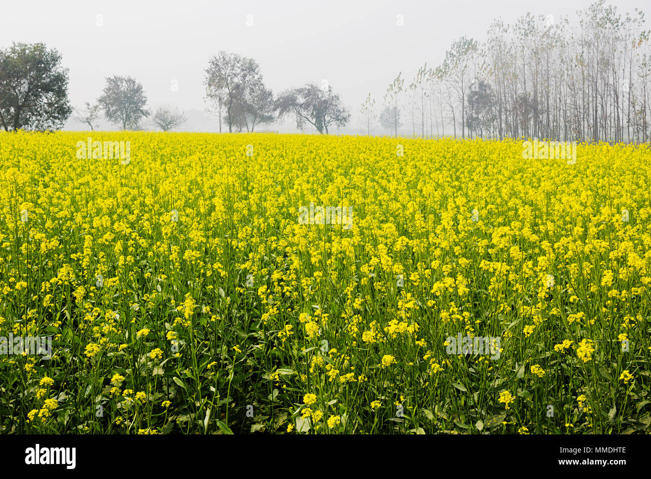 Close-up Champs de moutarde, de la Province de Punjab, Inde No-People Banque D'Images