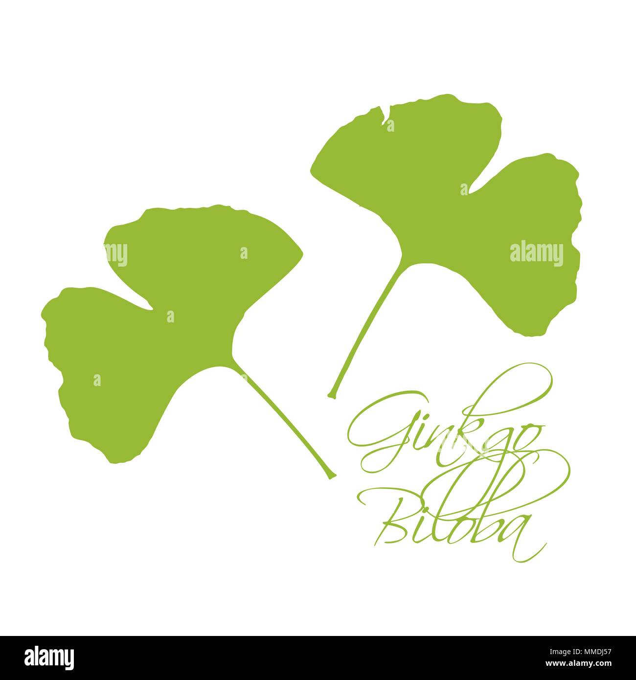 Les feuilles de ginkgo biloba Silhouette verte sur fond blanc avec lettrage calligraphie. Hand Drawn Vector Illustration de plantes Bio Médical. Illustration de Vecteur