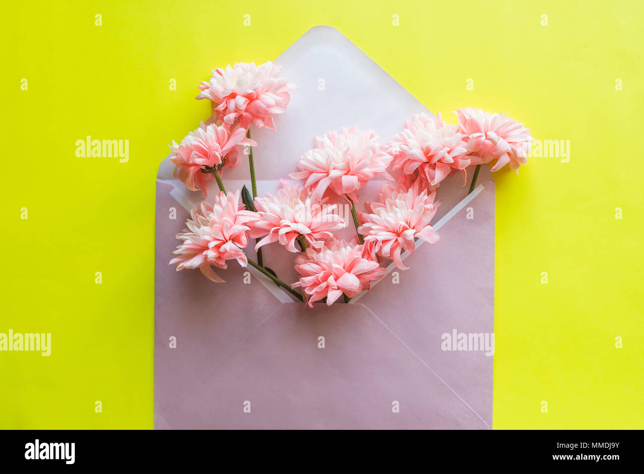 Chrysanthèmes fleurs rose, enveloppe sur fond jaune. Anniversaire, Saint Valentin, fête des Mères, Womens Day, célébration concept. Haut de la vue, télévision lay. Banque D'Images
