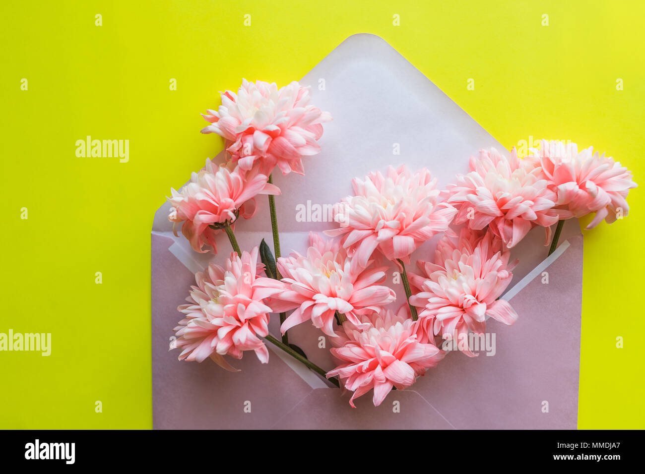 Chrysanthèmes fleurs rose, enveloppe sur fond jaune. Anniversaire, Saint Valentin, fête des Mères, Womens Day, célébration concept. Haut de la vue, télévision lay. Banque D'Images