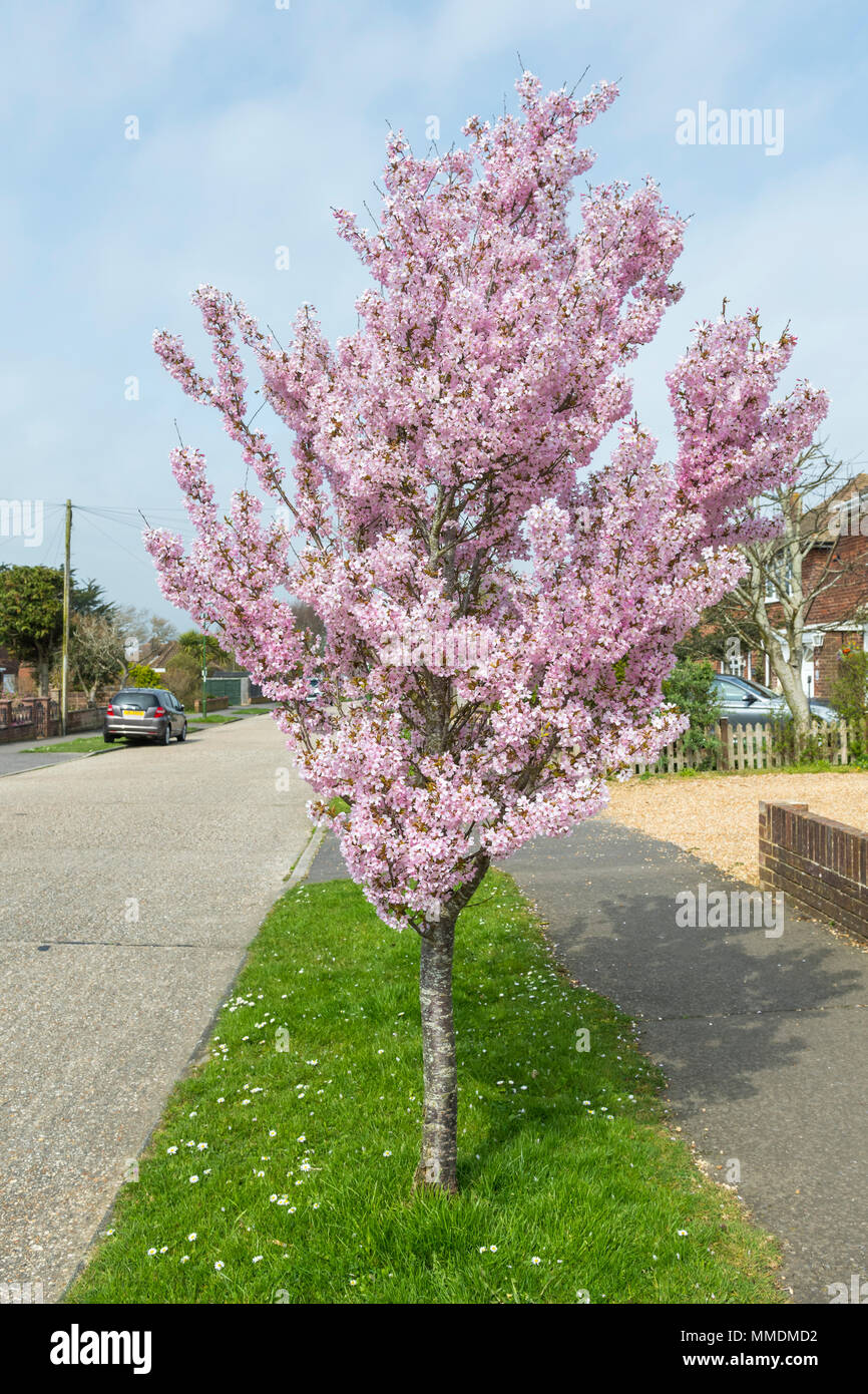 Petit arbre à fleurs rose dans une rue résidentielle au printemps en Angleterre, Royaume-Uni. Banque D'Images