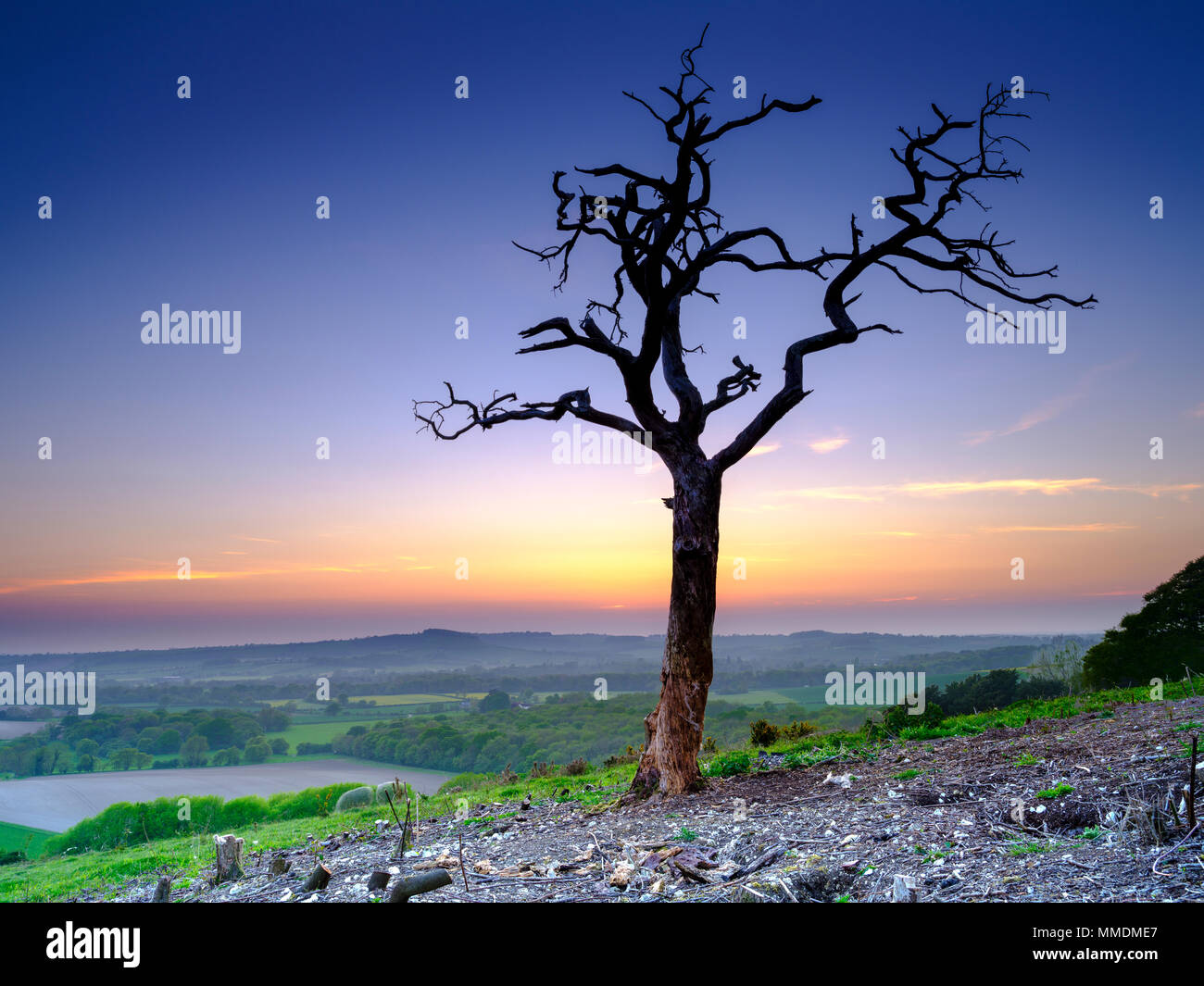 Arbre mort découpé sur le coucher du soleil sur la vieille Winchester Hill, South Downs, Hampshire, Royaume-Uni Banque D'Images