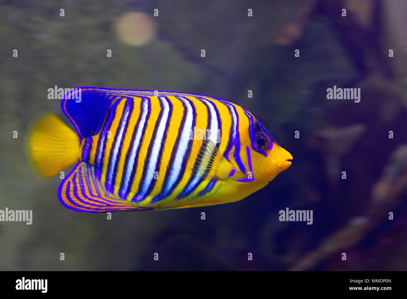 Une belle Regal Angelfish Banque D'Images