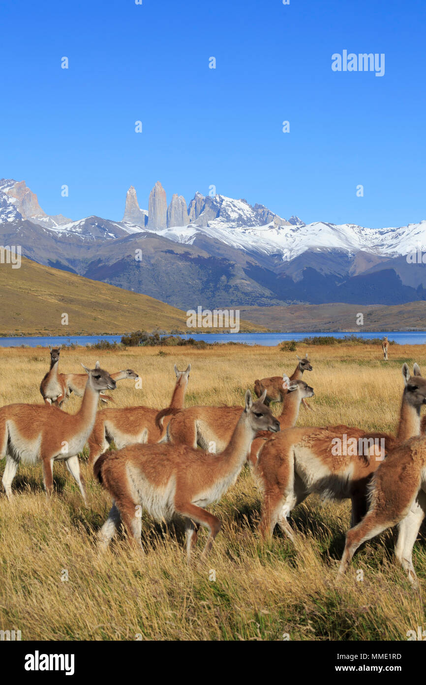 Guanacos, Lama guanicoe, en Patagonie Banque D'Images