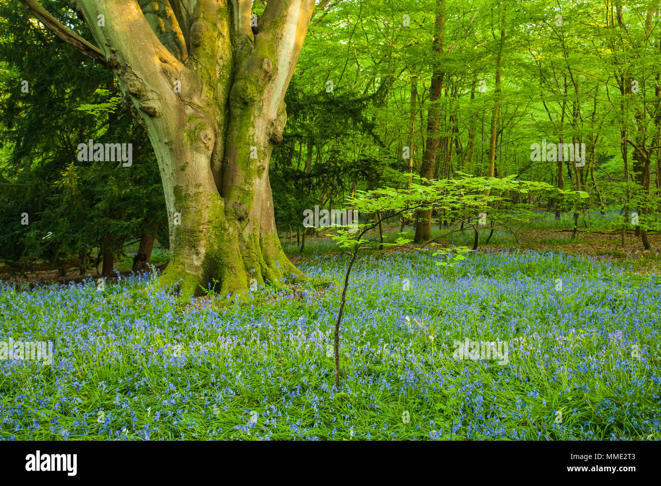 Jacinthes des bois dans un East Sussex, Angleterre. Banque D'Images