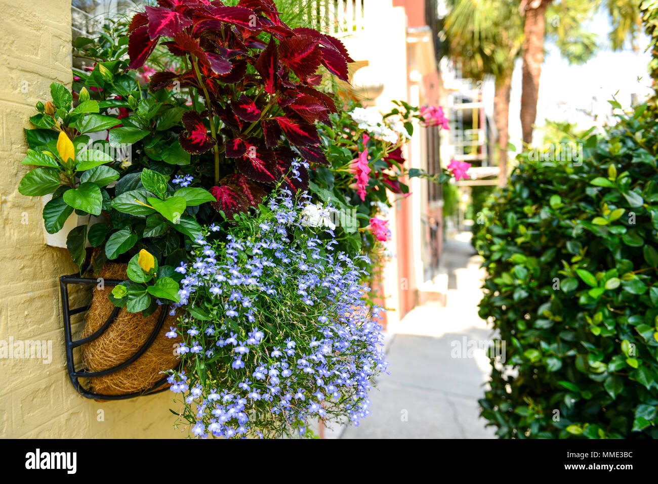 Rue de floraison - Fenêtre colorée fort flowers on a historic Charleston street dans le centre-ville de Charleston, Caroline du Sud, USA. Banque D'Images