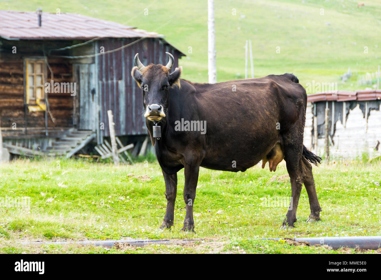 Vache noire en colère à la recherche de l'appareil photo Banque D'Images