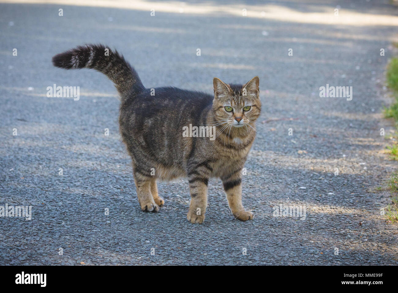 Chat mignon vivant librement dans la campagne Banque D'Images