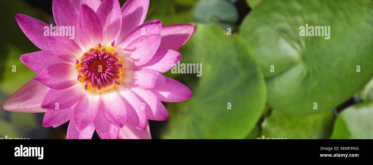 Belle lotus rose coloré avec du pollen jaune dans le centre est en pleine floraison avec des feuilles vertes sur l'eau dans l'étang, toujours utilisé pour le culte des points f Banque D'Images