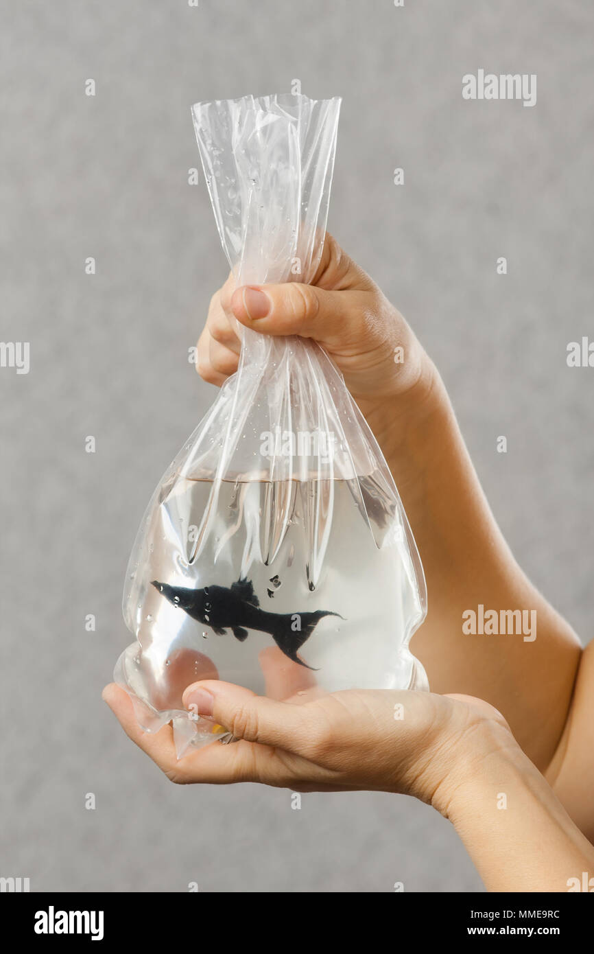 Mains tenant un pack avec un poisson acheté aquarium Banque D'Images