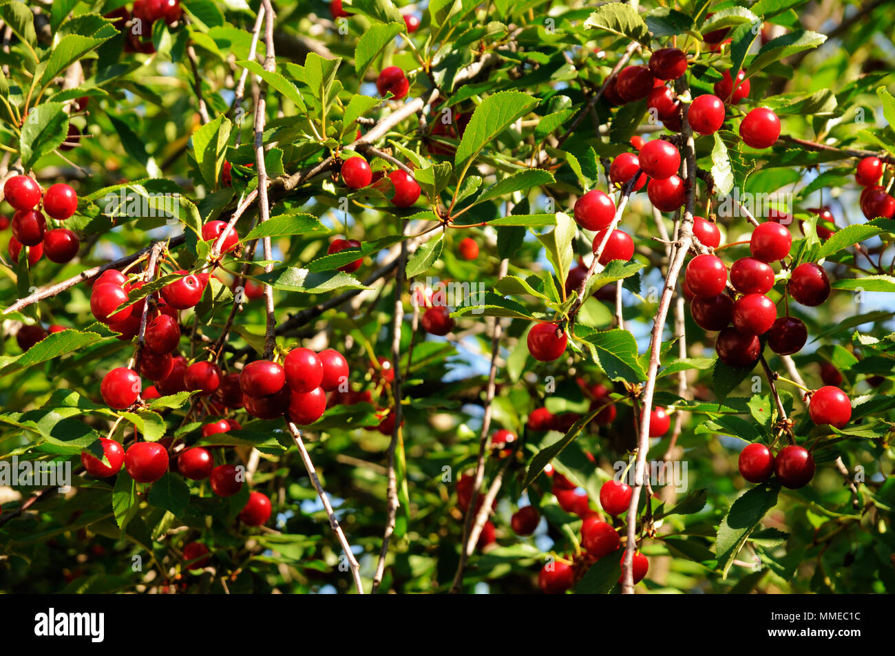 Cherry Tree avec les cerises mûres background Banque D'Images