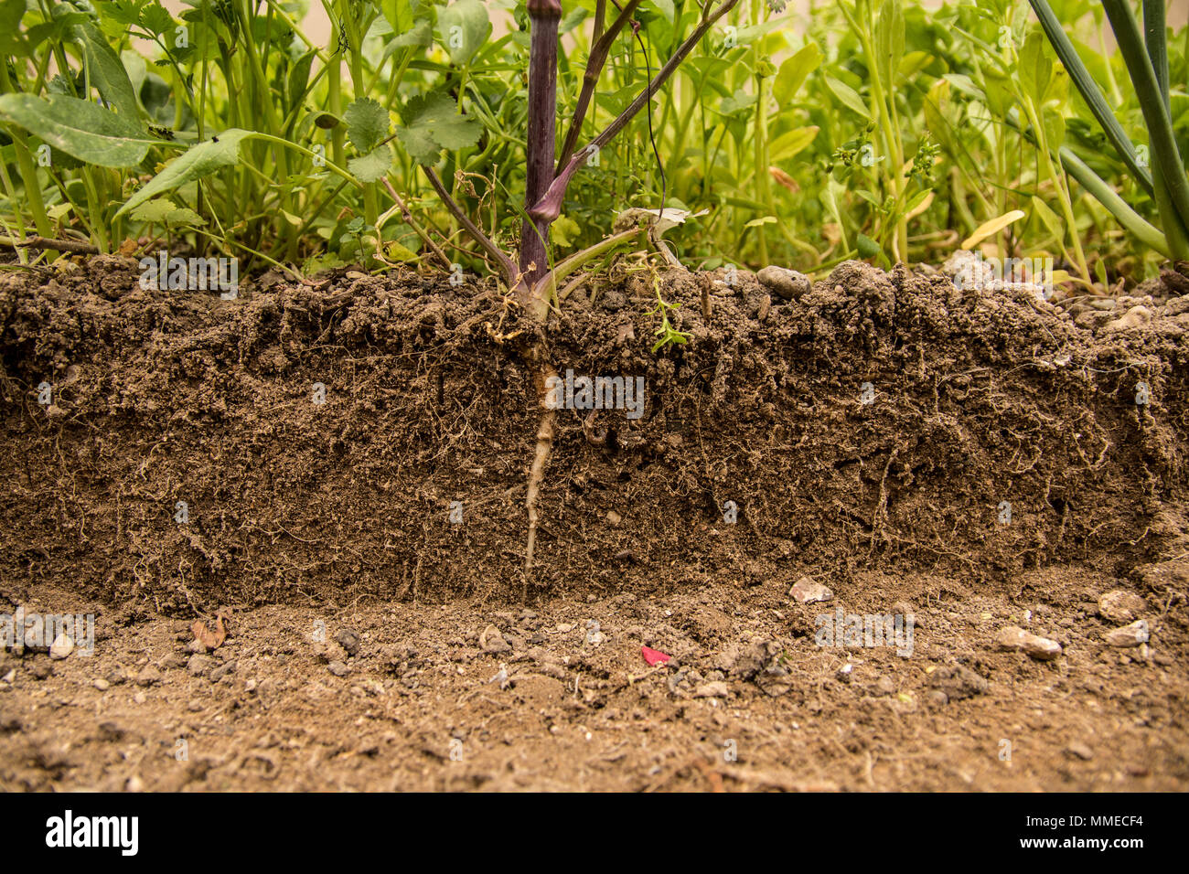 Coupe du sol et la croissance de plante avec des racines Coupe du sol et la croissance de plante avec des racines