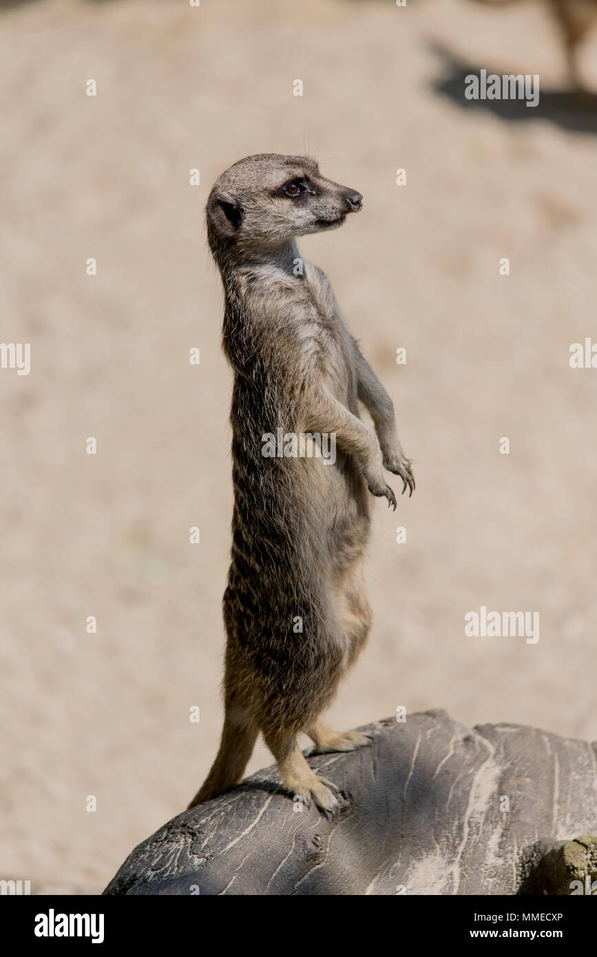Meertkat curieux Banque D'Images