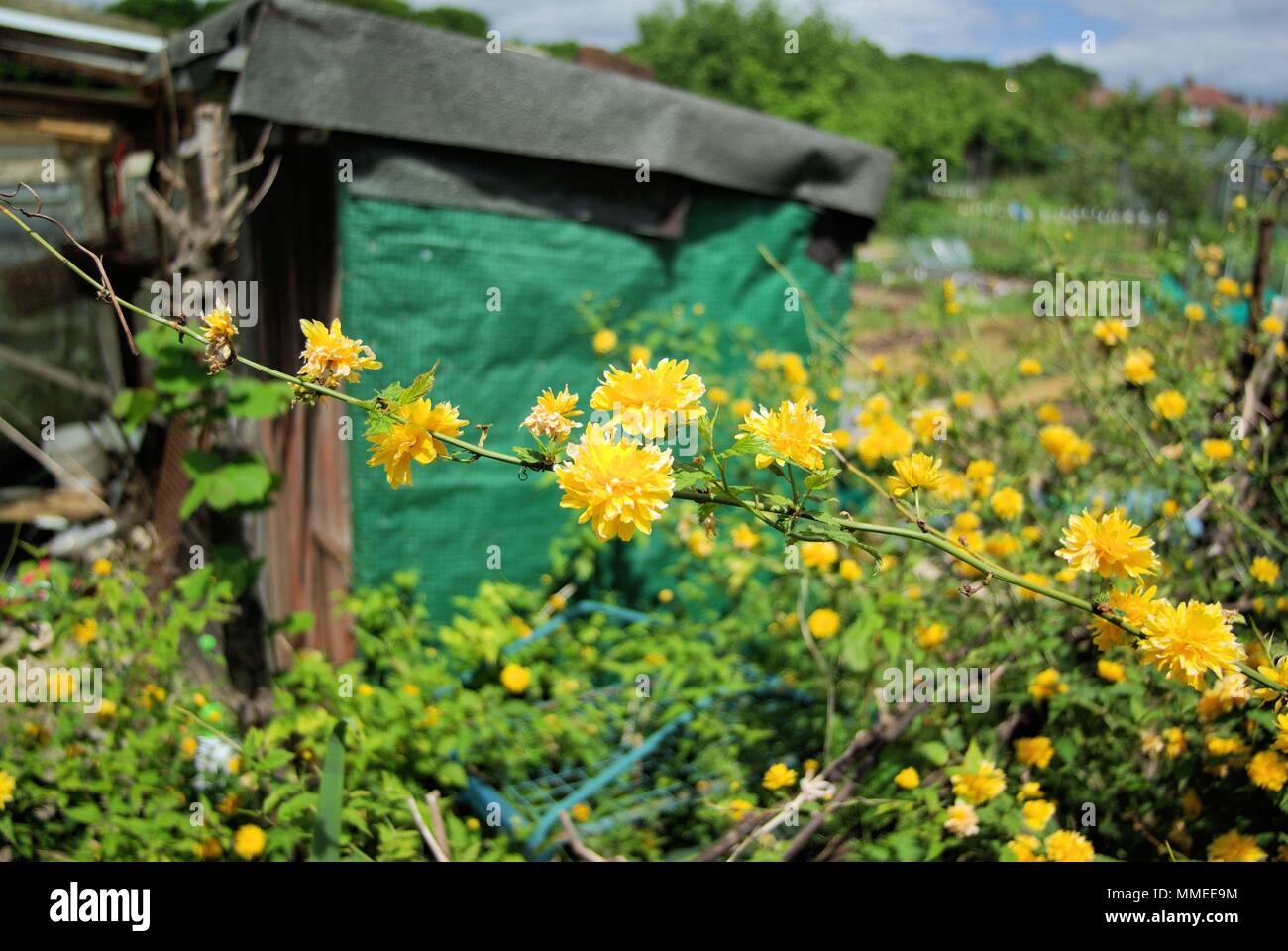 Vexille japonica, baccalauréat, arbuste à fleurs jaune,Bouton Banque D'Images