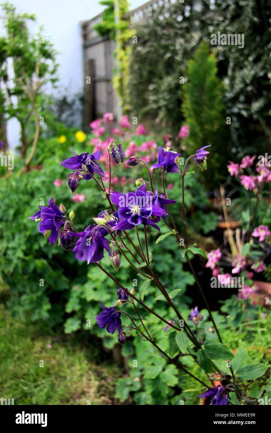 Purple aquilegia fleurs dans un jardin Banque D'Images