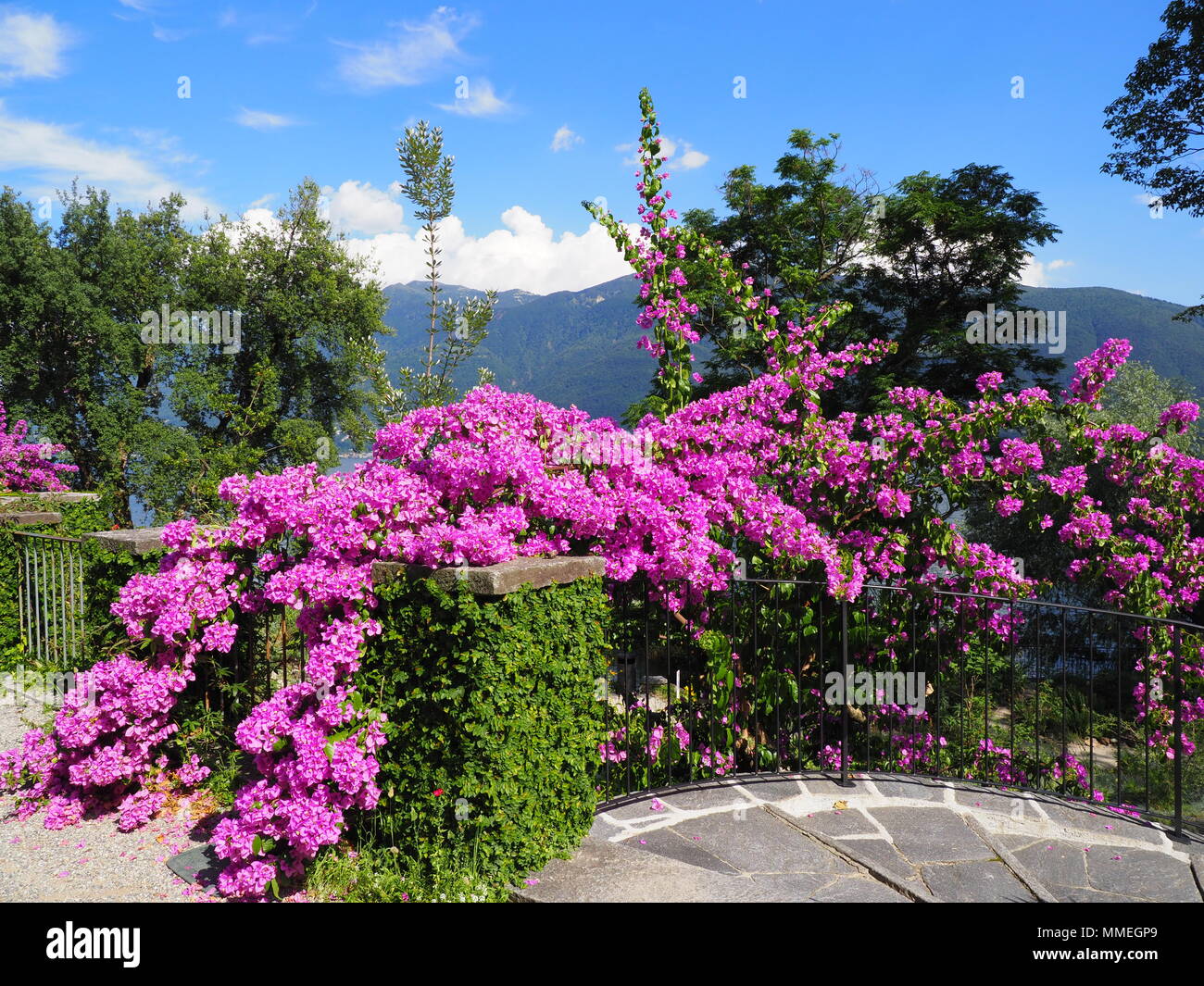 Bougainvillea fleurs violettes, plantes exotiques à l'île de Brissago, Suisse paysages vue sur les alpes suisses sur le Lac Majeur au niveau européen, la ville d'Ascona cle Banque D'Images
