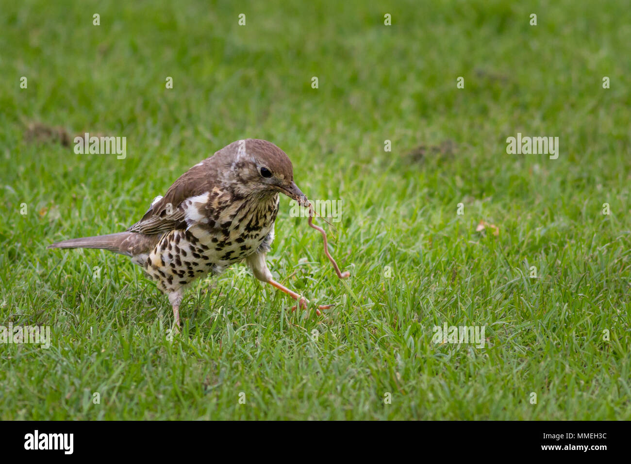 La faune : mistle thrush UK remorqueur de la guerre avec un ver l'envoie hors d'équilibre qu'il remporte le prix, West Yorkshire Banque D'Images La faune : mistle thrush UK remorqueur de la guerre avec un ver l'envoie hors d'équilibre qu'il remporte le prix, West Yorkshire Banque D'Images