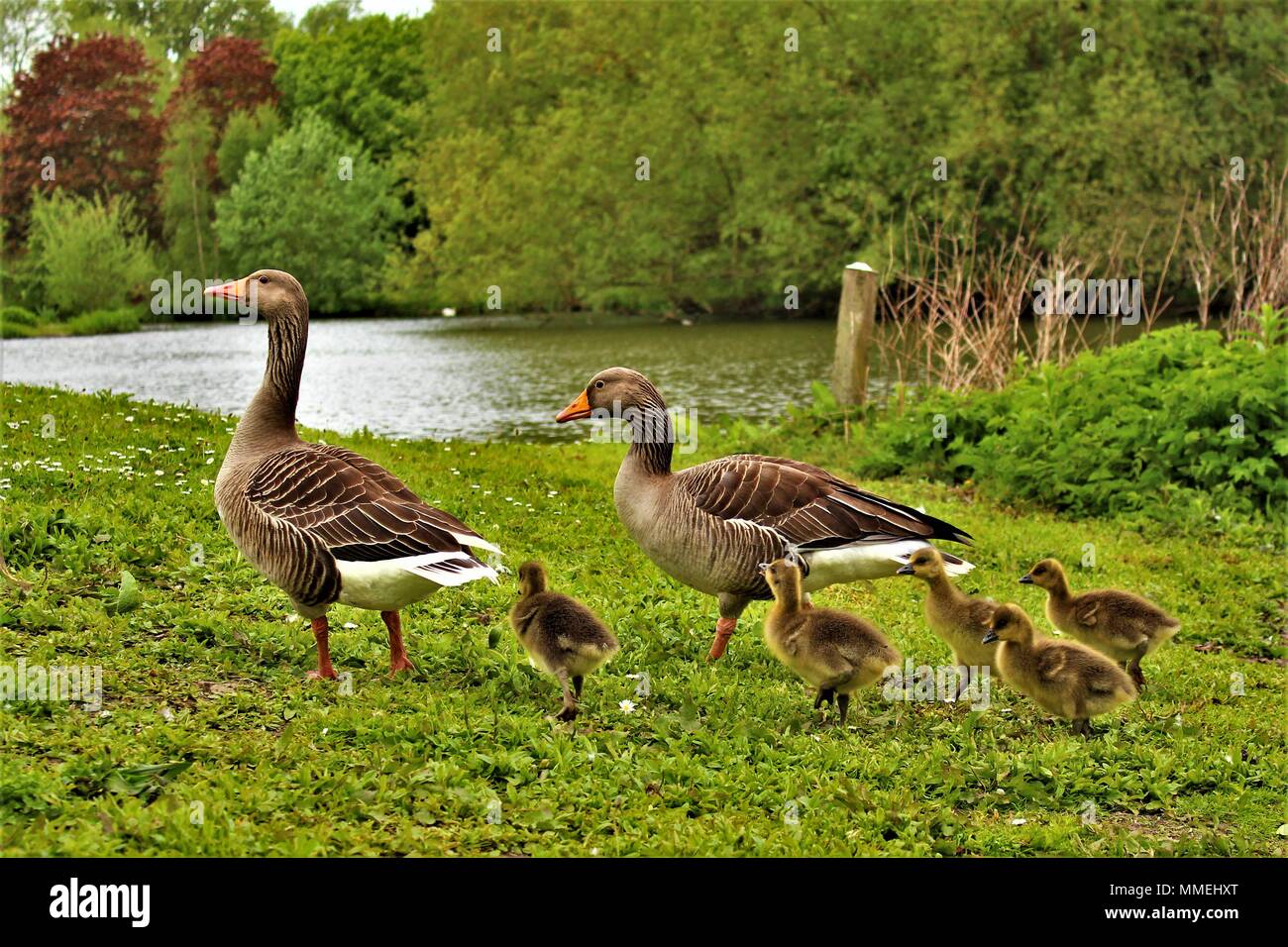 Deux oies cendrées parents avec leurs cinq oisons bébé par un lac. Banque D'Images