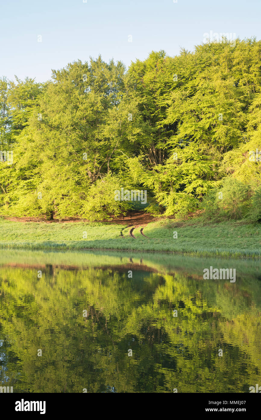 Arbres se reflétant dans le lac tôt le matin peut la lumière du soleil. Blenheim Palace, Oxfordshire, Angleterre Banque D'Images
